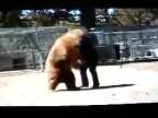 Medvedí útok