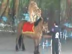 Tiger jazdí na koňovi