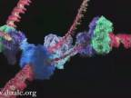 Úžasná animácia replikácie DNA