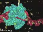 Úžasná animácia - transkripcia DNA