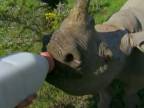 Kŕmenie malého nosorožca