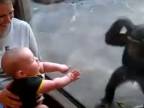 Drobec vs. šimpanz
