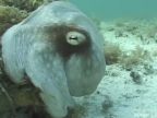 Neviditeľná chobotnica
