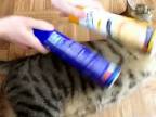 Mačka a masáž
