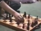 Škrečok hrá šach