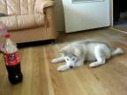 Malý psík a fľaša coca coly