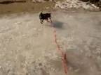 Pes na ľade:)