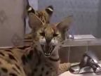 Serval - africká mačkovitá šelma
