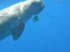 Dugong obyčajný - morská krava