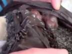Narodenie malého netopiera