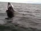 Skoro mu do člnu skočila veľryba