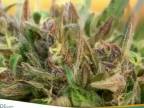 CannaStrips - nový liek z marihuany