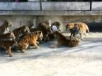Kŕmenie tigrov živou kozou