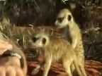 Malé zvedavé surikaty