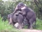 Takto sa plní slonica :D