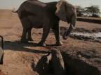 Záchrana malého sloníka