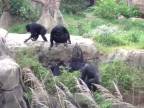 Šimpanzy si podali medvedíka čistotného