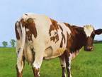 Pink Floyd - Atom Heart Mother