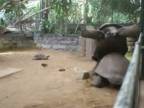 Aj korytnačky sa mlátia