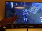 Assassin's Creed Pes vs. Mačka