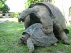 Páriace sa korytnačky