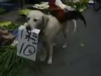 Pes na čínskom trhu predáva hydinu