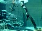 Potápanie s 5.5 metrovým krokodílom