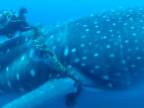 Záchrana gigantického žraloka veľrybieho