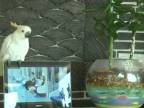 Šialené, Papagáj napodobňuje Gangnam style