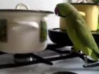 Hladný papagáj