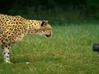 Gepard spomalene