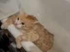 Tučná mačka sa zasekla vo vani