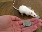 Videli ste už cvičené myši?