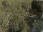 Bear Grylls - Boj o prežitie - 02x01 - Everglades