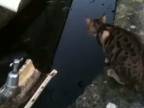 Mačička chytá rybičky