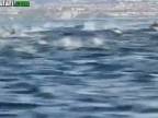 Stovky delfínov bláznivo vyskakovali nad hladinu