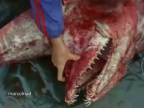Žralok Owstonov - žijúce monštrum