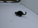 Mačiatko sa prvýkrát stretlo so snehom.