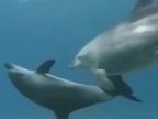 Surfujúci delfíni