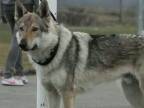Československý vlčiak - Czechoslovakian wolfdog