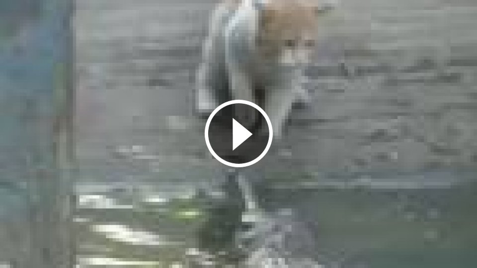 Mačka vyfackala krokodíla - Mojevideo