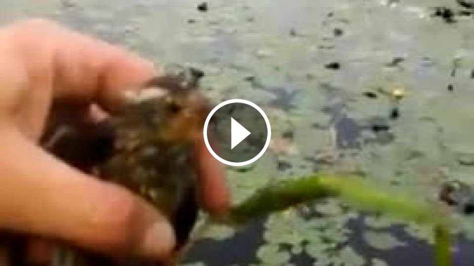 Zachránil vtáčika pred utopením - Mojevideo