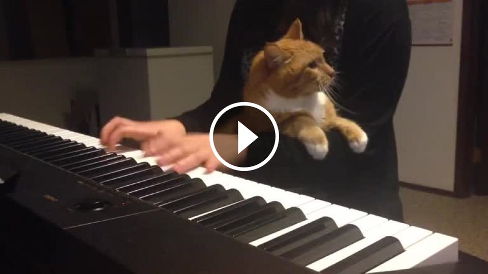 Песни с котами видео. Кот на пианино. Кот пианист. Котик на пианино. Кошка на пианино.