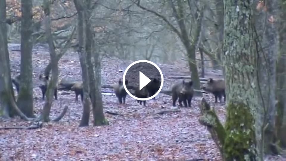 Poriadne veľké stádo divých svíň (Poľsko) - Mojevideo