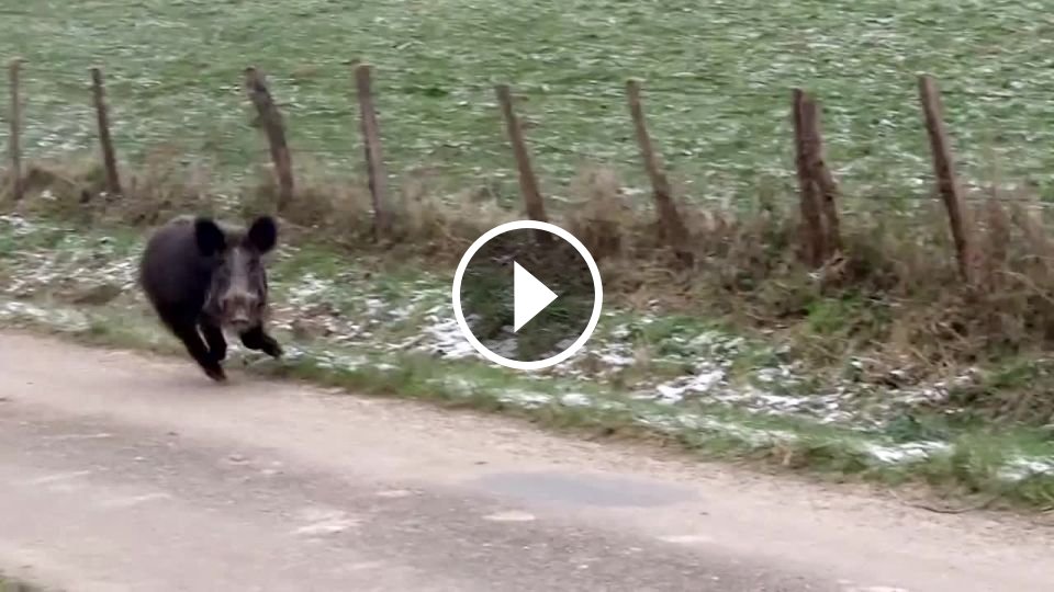 Divá sviňa, 2 Francúzi a poníky - Mojevideo