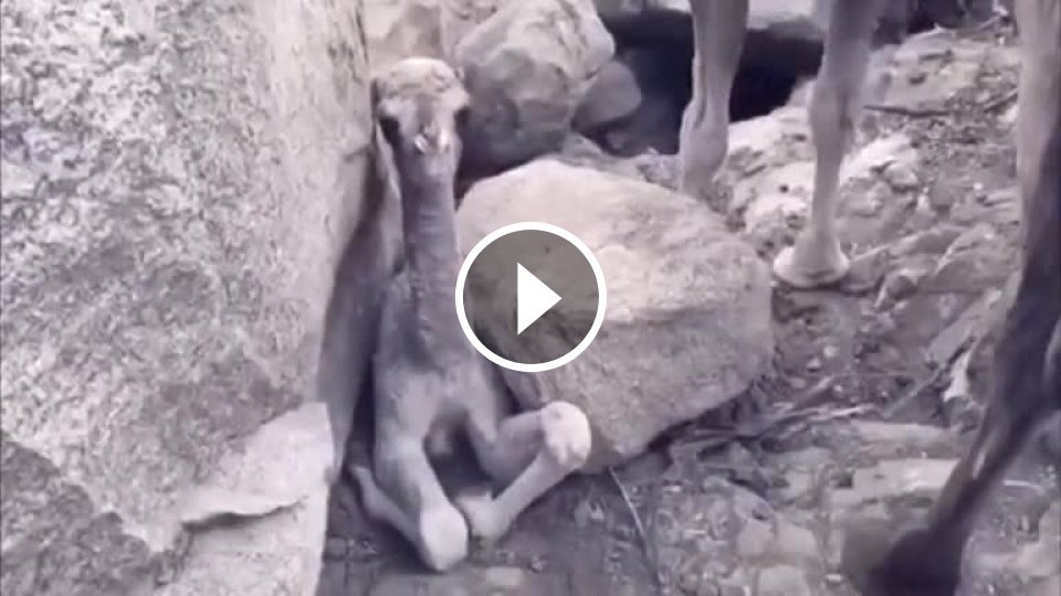 Mladý dromedár uviazol medzi skalami (Saudská Arábia) - Mojevideo