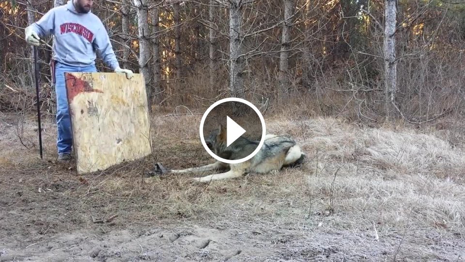 Vyslobodenie vlka chyteného v pasci - Mojevideo