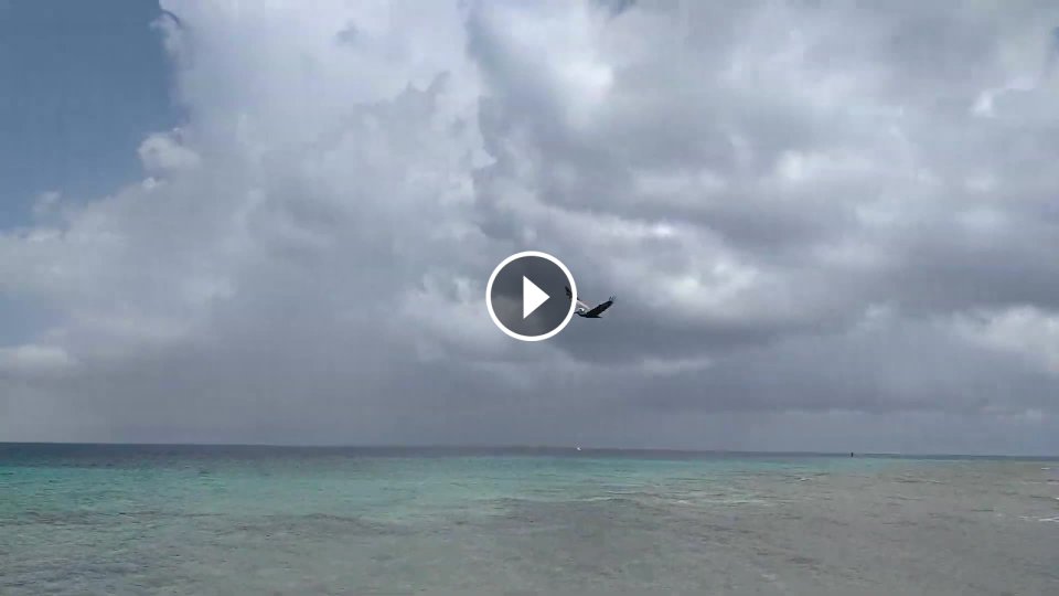 Pelikán ukázal turistovi ako sa lovia ryby (Aruba) - Mojevideo