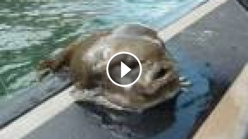 Najväčšie chytené ryby - Mojevideo