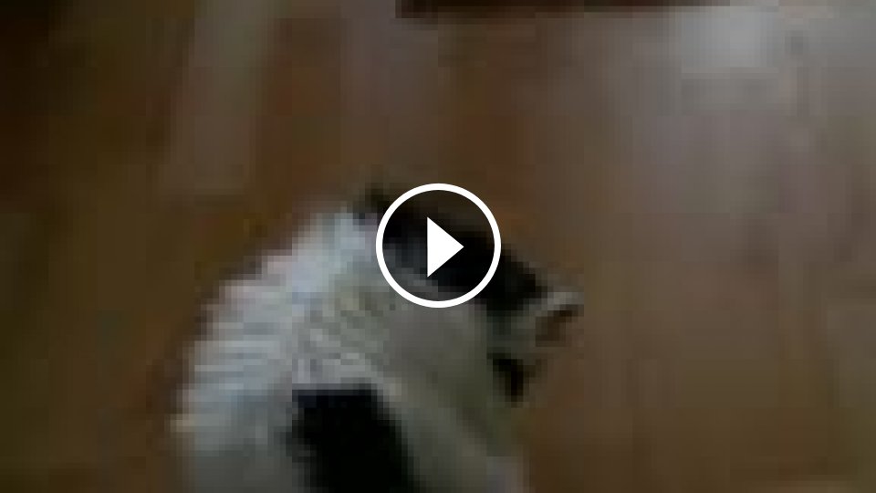 Mačka hopsačka - Mojevideo